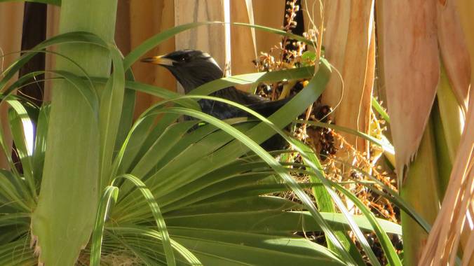 Solerantonio2 en Hamelin: Fauna  (Almería), Estornino escondido