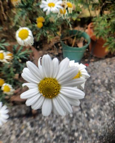 soniagallego71 en Hamelin: Flora, #naturephotography #nature #naturaleza#natura#flowers #flores #flors#fleurs #primavera #primavera2021 #printemps 