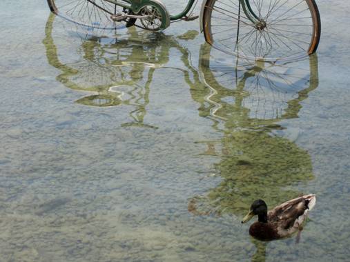 Manelsersol en Hamelin: Fauna  (Banyoles), Anas platyrhynchos Linnaeus, 1758, #aves21 #paisajes #naturaleza 