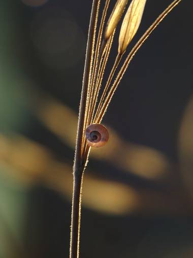 Capturolavida en Hamelin: Flora, #naturaleza #nature