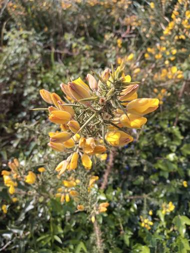 Alquimia Natural en Hamelin: Flora  (Marina de Cudeyo), Ulex europaeus, Fortuna 💕☀️