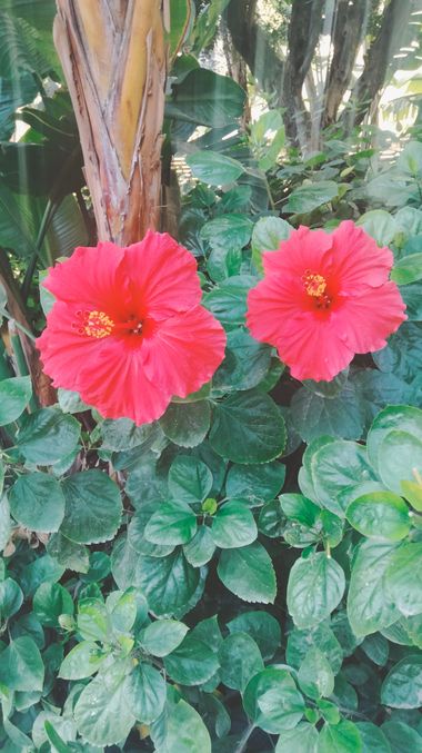 Solerantonio2 en Hamelin: Flora  (Avenida del Mediterráneo), Planta