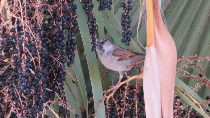 Solerantonio2 en Hamelin: Fauna  (Almería), Passer domesticus (Linnaeus, 1758), Gorrion común comiendo frutos arecales de la palmera