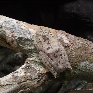 crgomeza1 en Hamelin: Fauna  (San Francisco), @rana