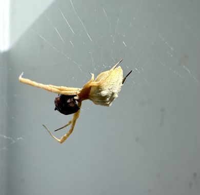 dannyjimenezdj100 en Hamelin: Fauna  (Comarca de la Vega de Granada), Uloborus comiéndose una mosca en un Hito kilometrico