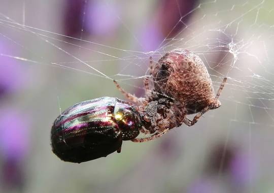 Gustavo Adolfo. en Hamelin: Fauna  (Pepino), Escarabajo del romero subcionado por una posible araneus angulatus