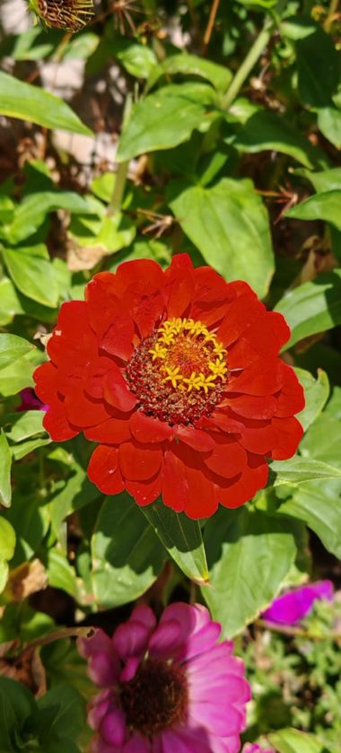 Mylenium69 en Hamelin: Flora, #flora #flower #spring #primavera #printemps 