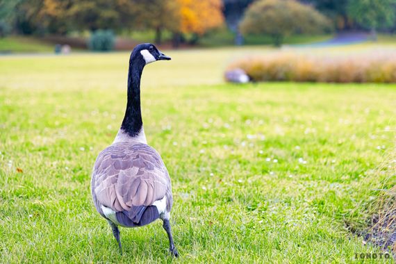 Ignoto en Hamelin: Fauna  (Colonia), Branta canadensis (Linnaeus, 1758)