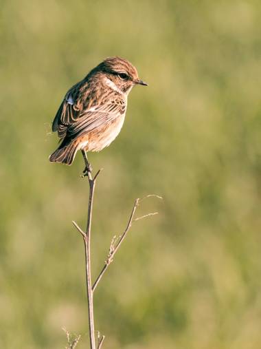 Pablosdoc en Hamelin: Fauna  (Santpedor), Saxicola rubicola (Linnaeus, 1766), #ave #aves #bird #birds #naturaleza #nature #fauna 