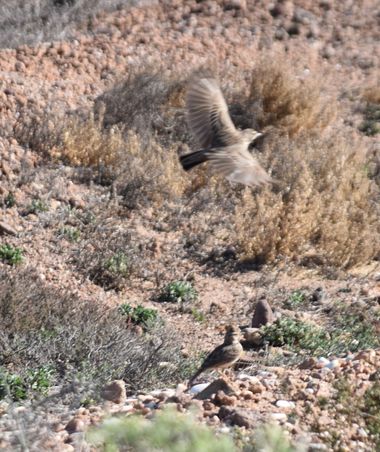 Solerantonio2 en Hamelin: Fauna  (Níjar), Cogujada comun