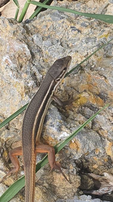 Eva_maria_1984 en Hamelin: Fauna, Lagartija común 