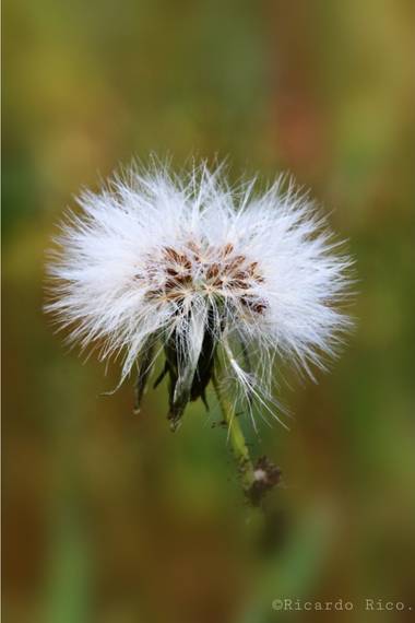 Rricoparrillas en Hamelin: Flora  (Argentona), #flora2021  