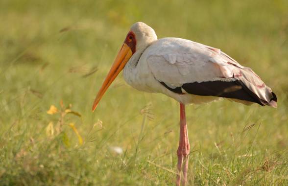 César Gil en Hamelin: Fauna  (Nakuru), Mycteria ibis (Linnaeus, 1766), Un tantalo africano descansa a las orillas del lago Nakuru en Kenia