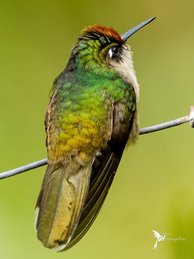 cesar.angel en Hamelin: Fauna  (Palestina), Anthocephala berlepschi Salvin, 1893, Un precioso e inesperado lífer en El encanto Nature reserve. 

Colibrí Ca...