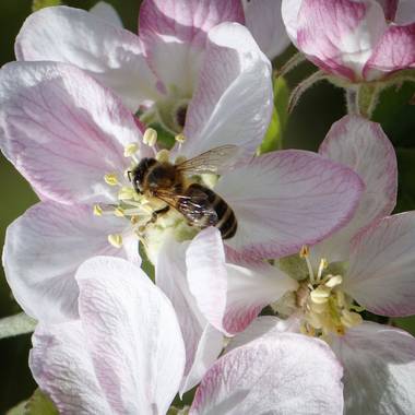 susana.fandos en Hamelin: Fauna, #primavera 
