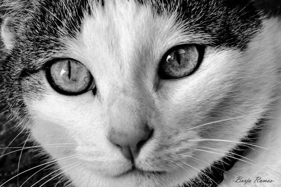 Borja.Ra en Hamelin: Fauna  (Toledo), TRUE LOVE #gato #gatunos #catstagram #cats #pets #blackandwhitephotography #photography #españa #cat #gatos #felinos 