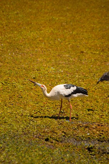 Doro en Hamelin: Fauna  (Maldonado), Ciconia maguari (Gmelin, 1789), Una Cigueña común alimentandose en la reserva del Cerro Pan de azucar.