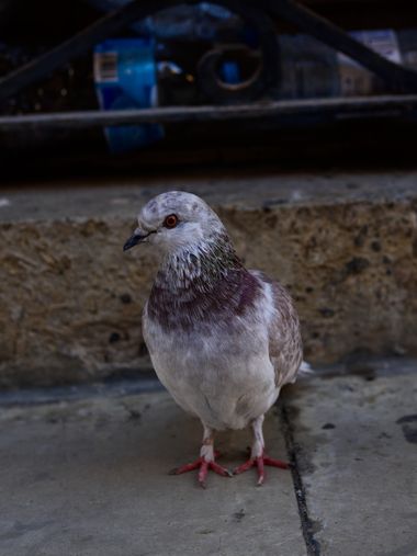 inesoncetrece en Hamelin: Fauna 
