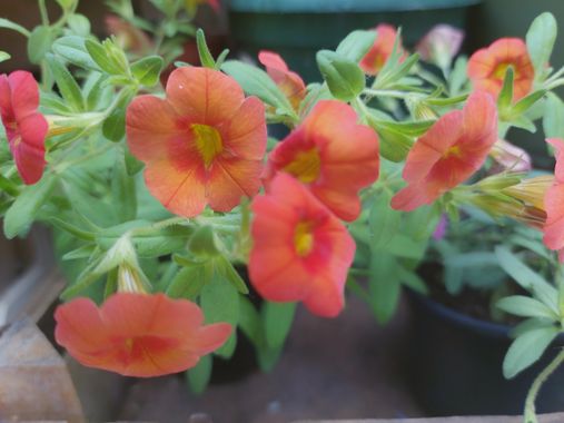 Mpinfante en Hamelin: Flora, Calibrachoa parviflora, # Calibrachoa, Petunia mini, 