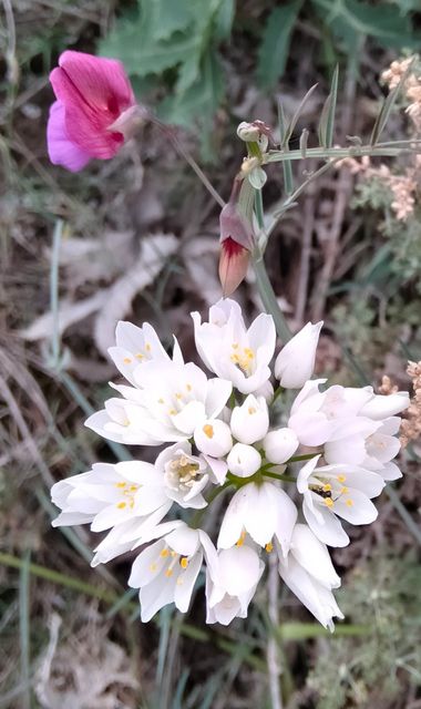 Solerantonio2 en Hamelin: Flora  (Níjar), Allium roseum, Planta