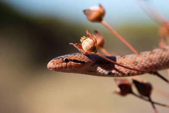 Sara Pérez  en Hamelin: Fauna  (Huelva), Una foto un poco diferente a lo habitual de esta coronella girondica 