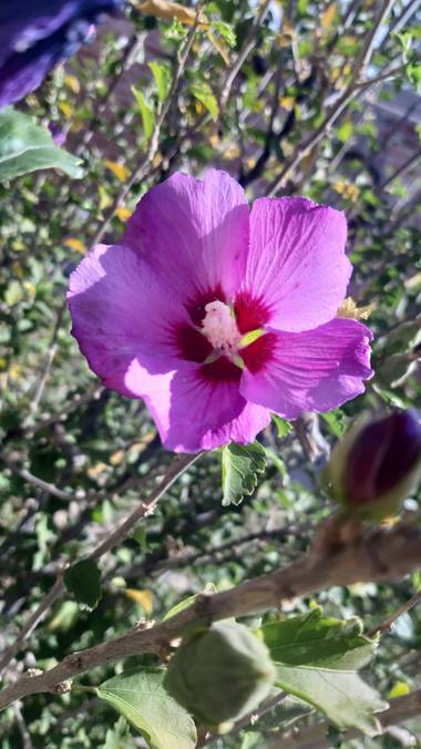 Meli en Hamelin: Flora  (Malargüe), Hibiscus syriacus, Una parte de mi jardín 