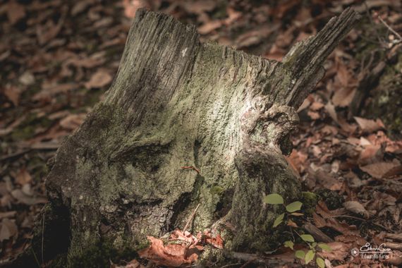miradasbotanicas en Hamelin: Paisaje, #Natural regeneration #dead wood