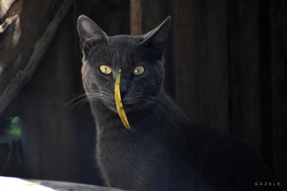 photographsolivia.gazale en Hamelin: Fauna  (Los Álamos), Justo en el momento en que estaba captando la imagen, al gato le  cae una hoja de mañio (Árbol na...