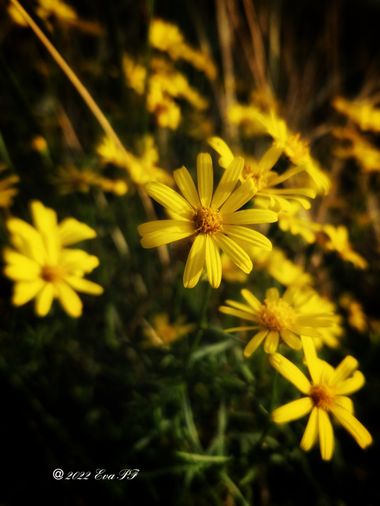 Eva.160968 en Hamelin: Flora  (Jette), Senecio inaequidens, #flor #flora #senecio 