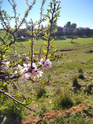 Msdh1981 en Hamelin: Flora  (Alcalá de Guadaíra), Flor de Almendro, y abeja. 
🐝🌸🌄
Alcalá de Guadaíra, Sevilla. 
#flor #almendro #AlcaláDeGuadaíra