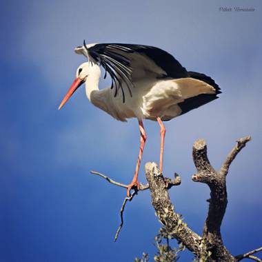 Yatoma66 en Hamelin: Fauna  (Madrid), Ciconia ciconia (Linnaeus, 1758), #aves21