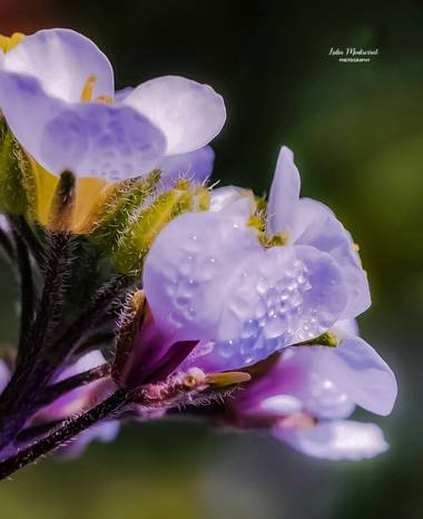 Lidia en Hamelin: Flora  (Villafranca de Ebro), #flores
#hamelin
#flora21 
