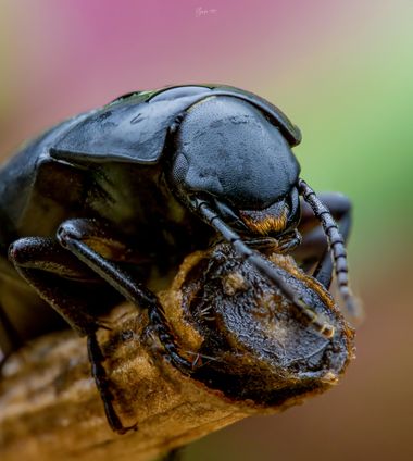 olympo1991 en Hamelin: Fauna  (La Orotava), 🔻 Tenerife 🔻
-----------------
Nikon d5300
Laowa 60mm
Flash Godox
Difusor Cygnustech
---------------
#nikon #...