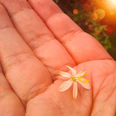 Gabriela Analía Russo en Hamelin: Flora  (Mechongué), Un regalo muy especial