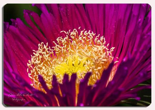 Manuropo39 en Hamelin: Flora  (La Coruña), Carpobrotus edulis
