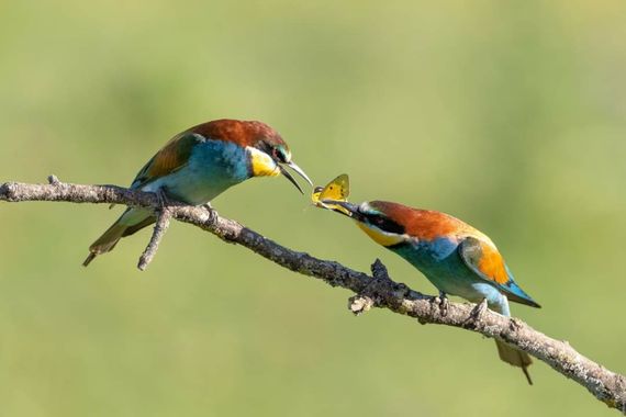 Mamusan965 en Hamelin: Fauna, Merops apiaster Linnaeus, 1758, @canonespana #canoneosr6 #canonespaña #birdwatching #birdphotography #birdsofınstagram #bird...