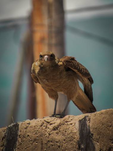 Pikeriel en Hamelin: Fauna, Milvago chimango (Vieillot, 1816), #ave #bird #nature 