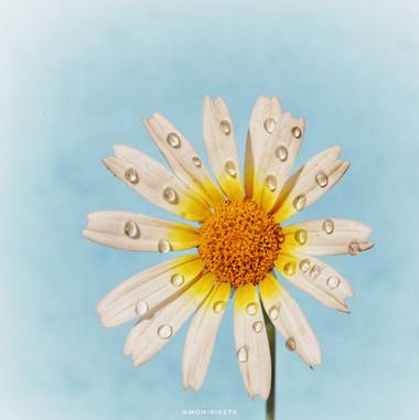 Monibike70 en Hamelin: Flora  (Sabadell), Leucanthemum heterophyllum, Fotografía tomada en un jardín público de Sabadell #flora21
