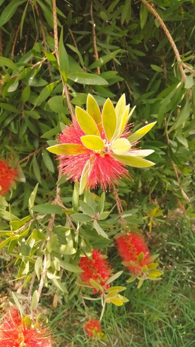Solerantonio2 en Hamelin: Flora  (La Vega de Acá), Planta
