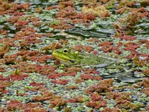 Mivilor68 en Hamelin: Fauna  (Carracedelo), Rana en su charca
#rana 