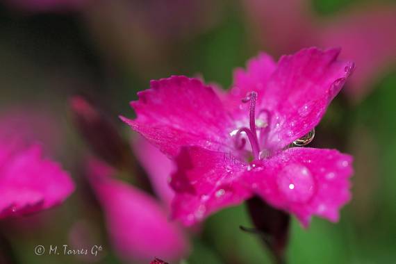 manuel.torres1 en Hamelin: Flora  (El Vendrell), #flora21