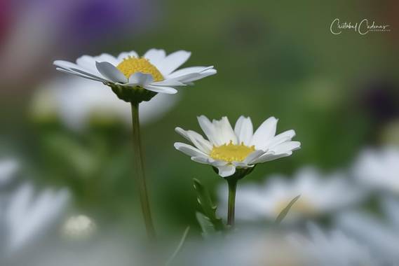 Cristobal.cadenas en Hamelin: Flora  (Badalona), Mauranthemum paludosum, #flora21 
#natureloversgallery 
