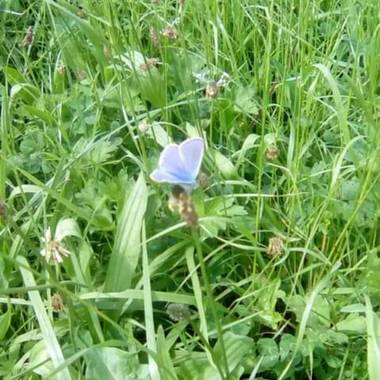 Alquimia Natural en Hamelin: Fauna  (Marina de Cudeyo), #Mariposa👣💓