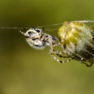 Olga.t.g76 en Hamelin: Fauna  (Puebla de Valles), #macrofoto20 