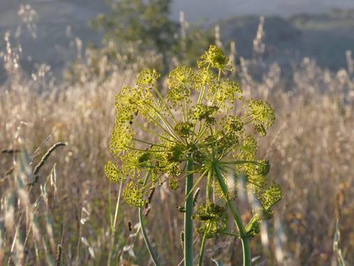 mariale en Hamelin: Flora, Thapsia villosa, 📸 #marialemdza
Provincia de Zamora, primavera 2021.
#Naturaleza #flores #floressilvestres #BellezaNatural  #N...