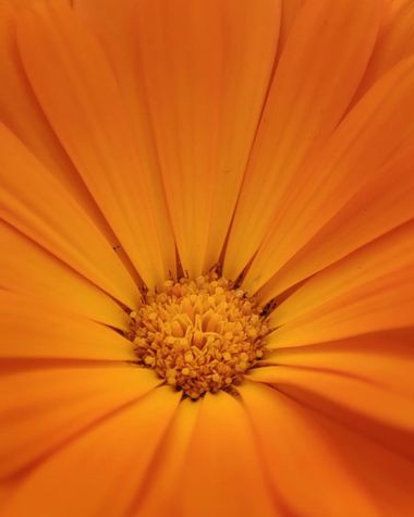 littleworld28 en Hamelin: Flora  (Medellín), Que maravilla de color, 😻 #flora #flora21 #flower #flor 
