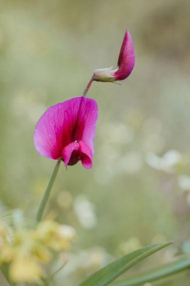 Elenagil.ph en Hamelin: Flora  (Mijas), Lathyrus tingitanus, #flora #flores #naturaleza #color #flor #lathyrus 
