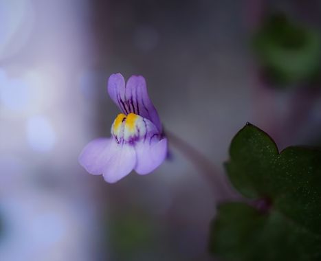rqsalcedo en Hamelin: Flora  (Getafe), Cymbalaria muralis, #flora 