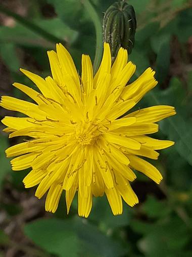 KDias en Hamelin: Flora, ❤