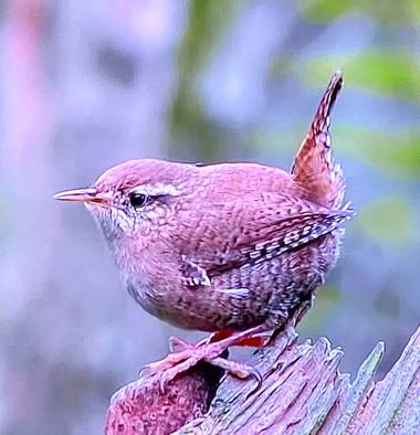 su en Hamelin: Fauna  (Sigmaringen), Troglodytes troglodydes, #Ave21   A ver cuando puedo volver a pasear en esos bosques de Alemania 
